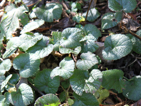 Rubus pectinellus