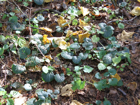 Rubus pectinellus