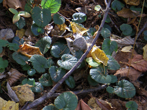 Rubus pectinellus