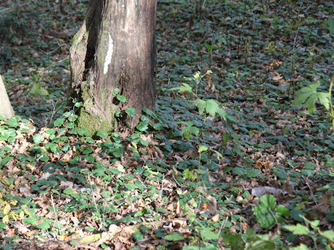 Rubus pectinellus