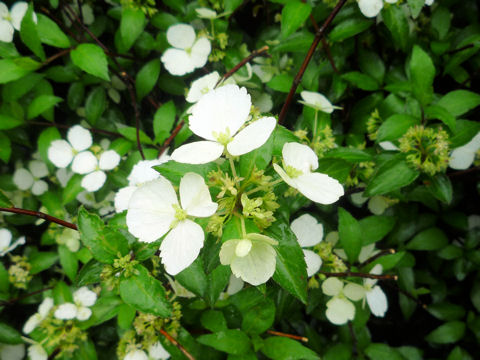 Hydrangea luteo-venosa