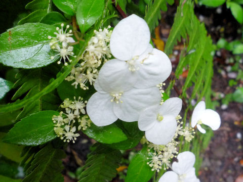 Hydrangea luteo-venosa