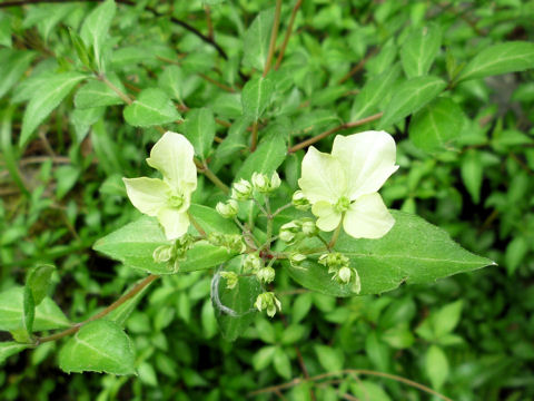 Hydrangea luteo-venosa