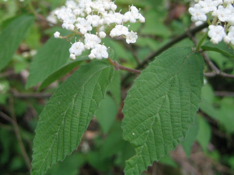 コバノガマズミ (Viburnum erosum var. punctatum)