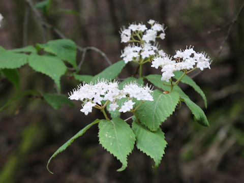 Viburnum erosum var. punctatum