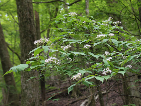 Viburnum erosum var. punctatum
