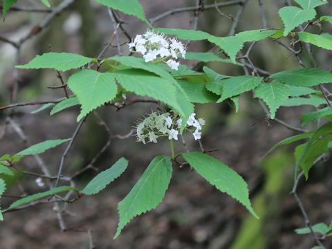 Viburnum erosum var. punctatum