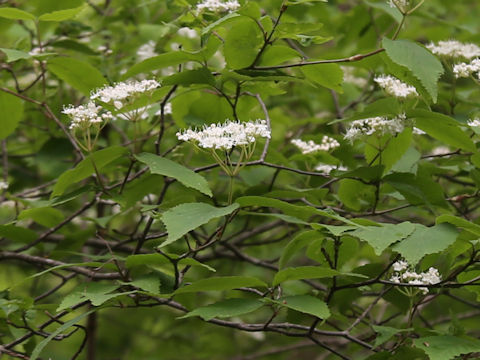 Viburnum erosum var. punctatum