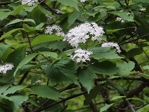Viburnum erosum var. punctatum