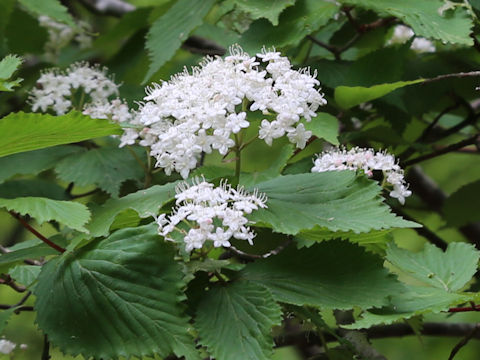Viburnum erosum var. punctatum