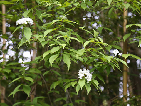 Viburnum erosum var. punctatum