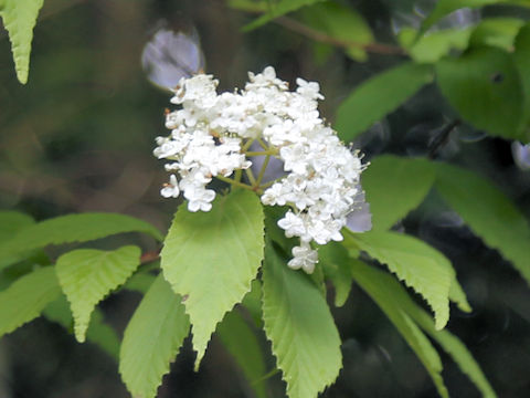 Viburnum erosum var. punctatum