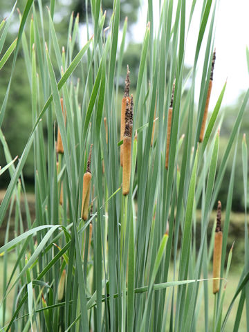 Typha orientalis