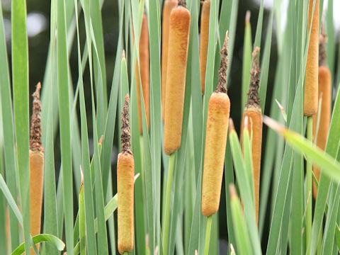 Typha orientalis