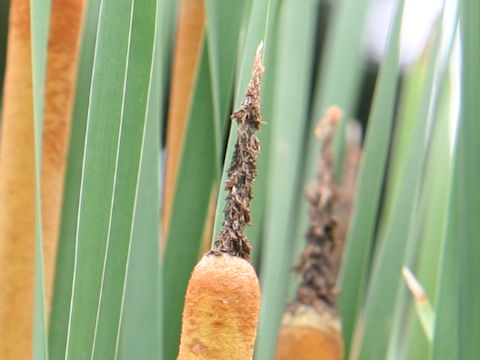 Typha orientalis