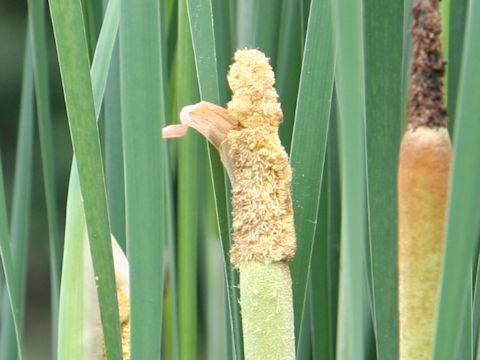 Typha orientalis