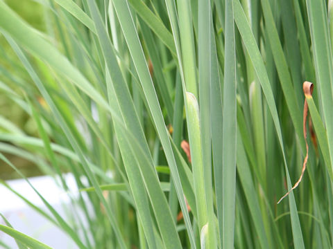 Typha orientalis