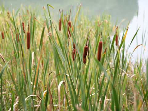 Typha orientalis