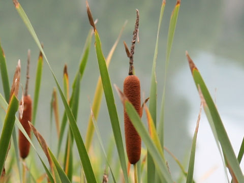 Typha orientalis