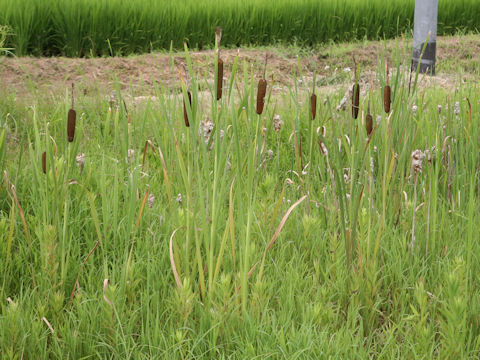 Typha orientalis