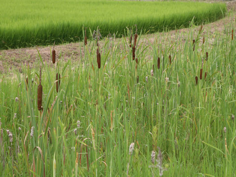 Typha orientalis