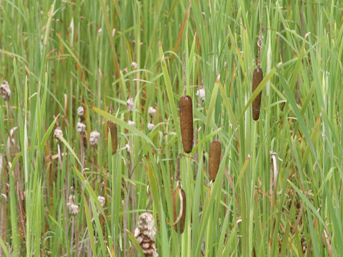 Typha orientalis