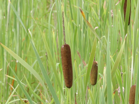 Typha orientalis