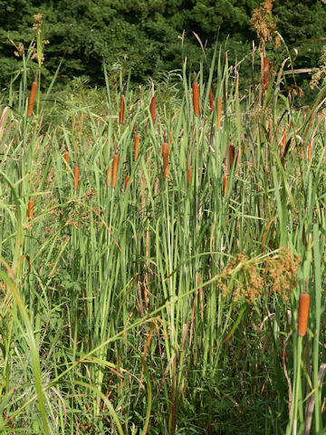 Typha orientalis