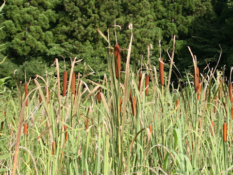 Typha orientalis