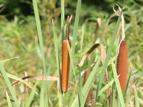 Typha orientalis