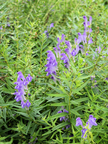 Scutellaria baicalensis