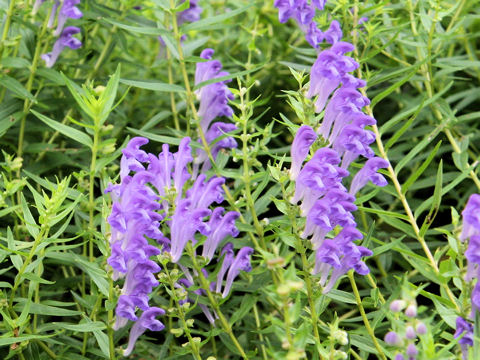 Scutellaria baicalensis