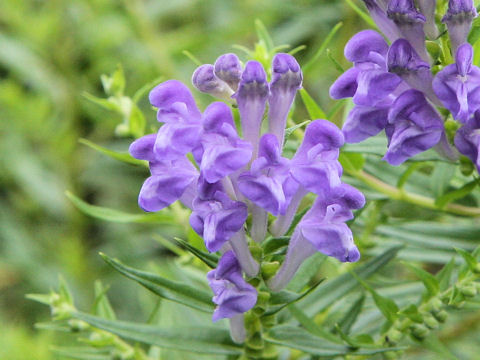 Scutellaria baicalensis