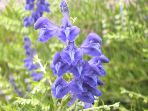 Scutellaria baicalensis