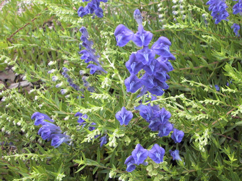 Scutellaria baicalensis