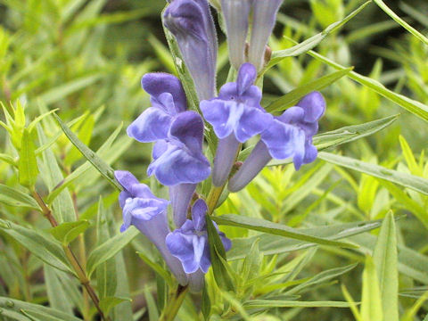 Scutellaria baicalensis