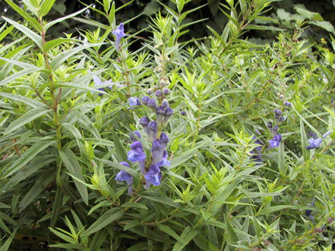 Scutellaria baicalensis