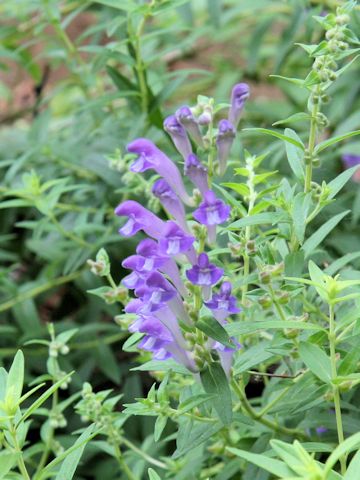 Scutellaria baicalensis