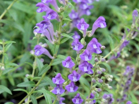 Scutellaria baicalensis