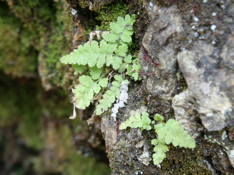 Woodsia macrochlaena