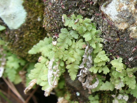 Woodsia macrochlaena