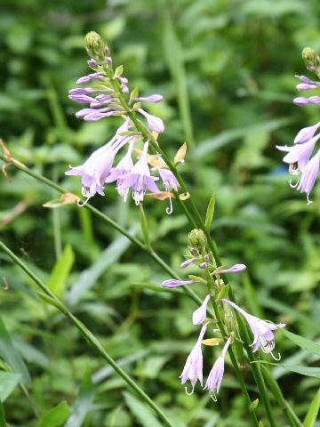 Hosta albo-marginata