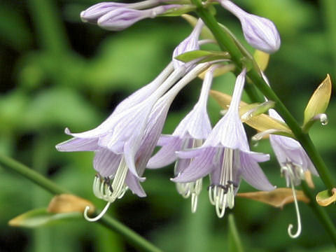 Hosta albo-marginata