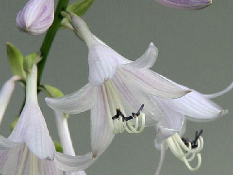 Hosta albo-marginata