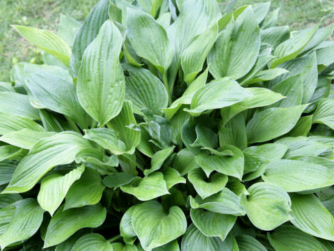 Hosta albo-marginata