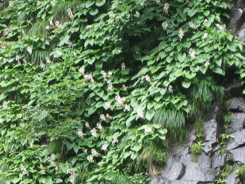 Hosta albo-marginata