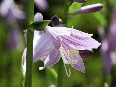 Hosta albo-marginata