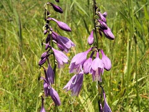 Hosta albo-marginata