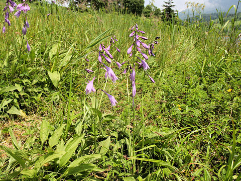 Hosta albo-marginata