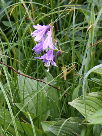 Hosta albo-marginata